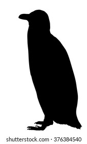 Vector silhouette of standing Magellanic Penguin.