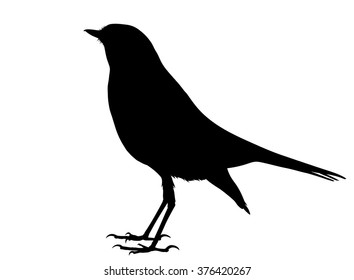 Vector silhouette of standing Nightingale.