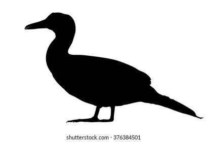 Vector silhouette of standing Northern gannet.