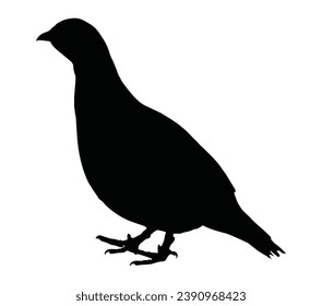 Vector silhouette of standing Partridge (bird).