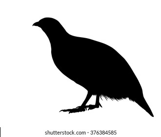 Vector Silhouette Of Standing Partridge (bird).