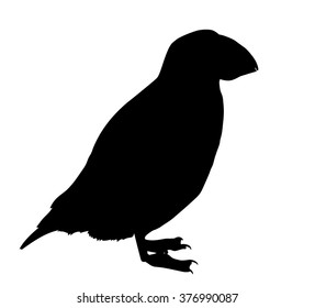 Vector silhouette of standing Puffin (bird).