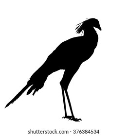 Vector silhouette of standing Secretarybird.