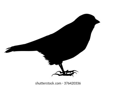 Vector silhouette of standing Snow Bunting.