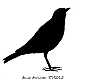 Vector silhouette of standing Song Thrush.