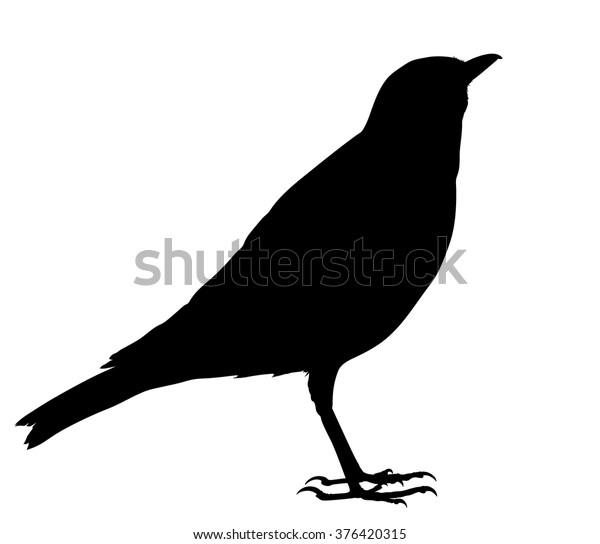 Vector Silhouette Standing Song Thrush Stock Vector (Royalty Free ...