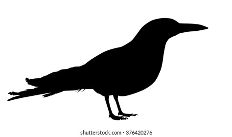 Vector silhouette of standing Tern.