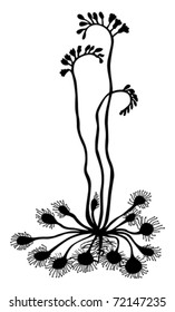 vector silhouette sundew on white background