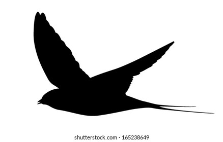 Vector silhouette of the Swallow (bird) in flight.