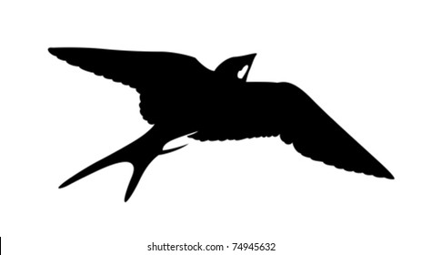 vector silhouette of the swallow on white background