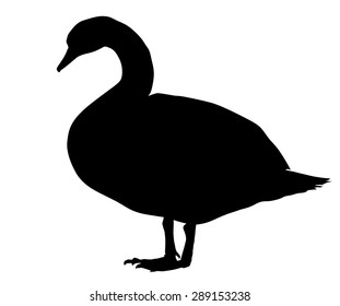 Vector silhouette of the Swan standing.