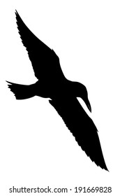 Vector silhouette of the Tern in flight.