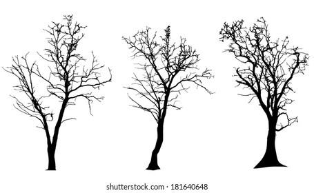 Vector silhouette of tree on a white background. 