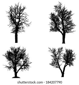 Vector silhouette of tree on a white background.