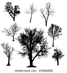 Vector silhouette of tree on a white background.