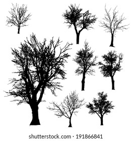 Vector silhouette of tree on a white background.
