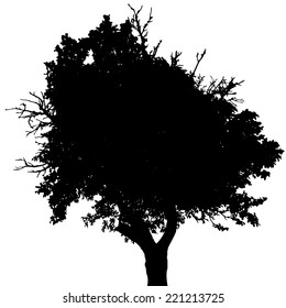 Vector silhouette of tree on white background.