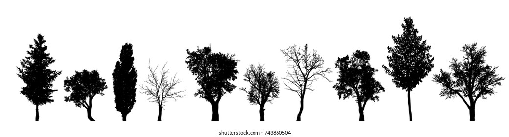 Vector silhouette of tree on white background.