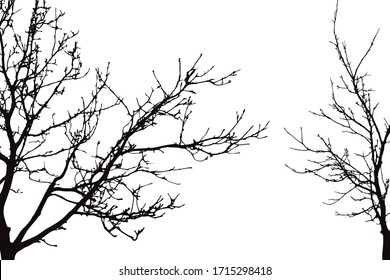 Vector silhouette of trees on white background. Symbol of forest.