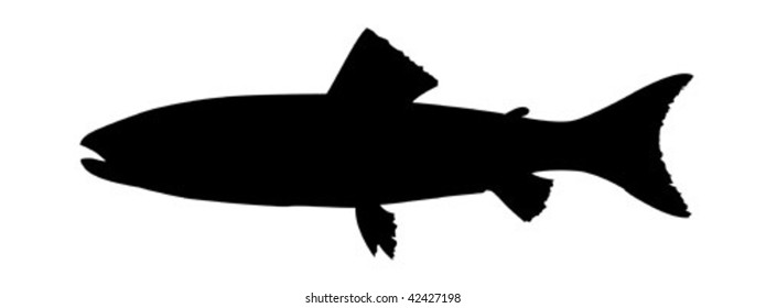 vector silhouette to trouts on white background