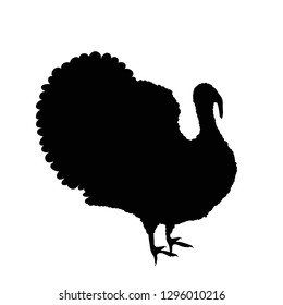 Vector silhouette of turkey on white background.