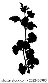Vector silhouette of twig with leaves isolated on white background.