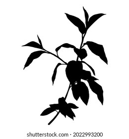 Vector silhouette of twig with leaves isolated on white background.