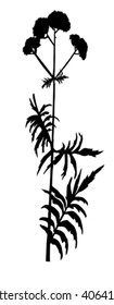 silueta vectorial valeriana sobre fondo blanco