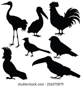 Vector silhouette of various birds