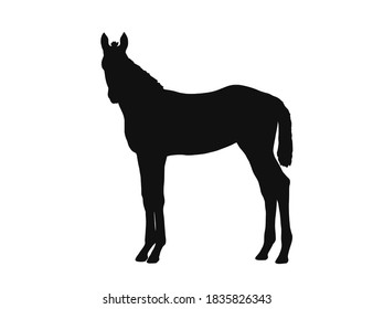 Vektor-Silhouette, warmblütige Fohlen-Ständer, Draufsicht
