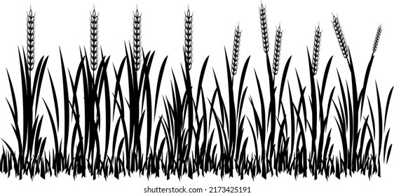 Vector silhouette of wheat. Silhouette. Wheat in the field on a white background..eps
