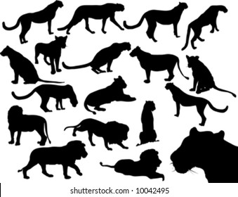 vector silhouette of wild cats