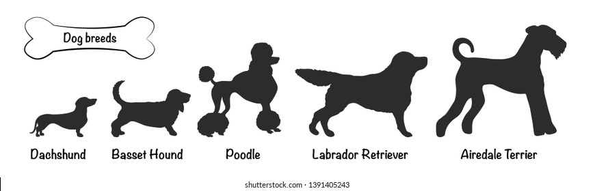 Vector silhouettes of 5 dog breeds on white background. Isolated icons of Dachshund, Basset, Airedale Terrier, Poodle, Labrador Retriever