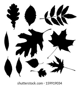 Vector silhouettes of autumn leaves
