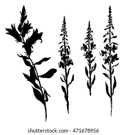 vector silhouettes of bell flowers and willow herbs, isolated wild plants, black monochrome floral element, hand drawn illustration