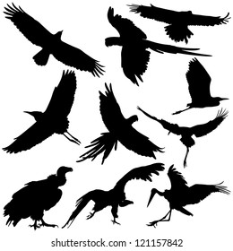 Vector silhouettes of bird silhouettes on white background.