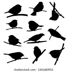 Vector silhouettes of bird sitting at tree branch, tits and sparrows, hand drawn songbirds, isolated nature design elements