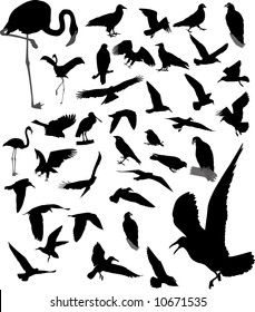 Lot of vector silhouettes of birds