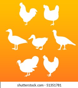 vector silhouettes birds