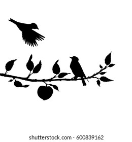 vector silhouettes of birds at apple tree, hand drawn songbirds at branch, isolated vector element