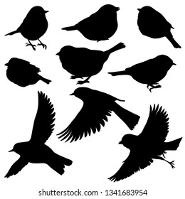 Vector silhouettes of birds, hand drawn songbirds, isolated nature design elements