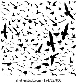 vector silhouettes of birds on a white isolated background