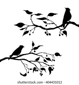 vector silhouettes of birds at tree, hand drawn waxwings at branch of wild apple, isolated elements