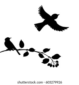 vector silhouettes of birds at tree, hand drawn songbirds at branch, isolated vector element