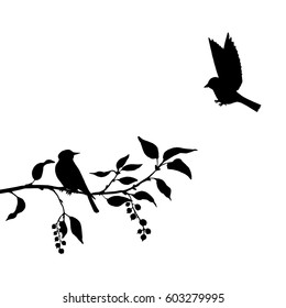 vector silhouettes of birds at tree, hand drawn songbirds at branch, isolated vector element