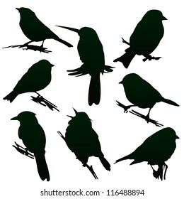 Vector silhouettes of birds for your design