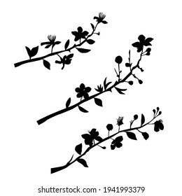 Vector silhouettes of the branch of trees, with leaves, flowers, black color, isolated on white background