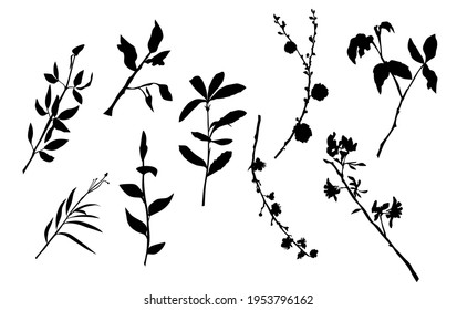 Vector silhouettes of the branch of trees, with leaves, flowers, black color, isolated on white background