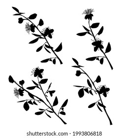 Vector silhouettes of the branch of trees, with leaves, flowers, black color, isolated on white background