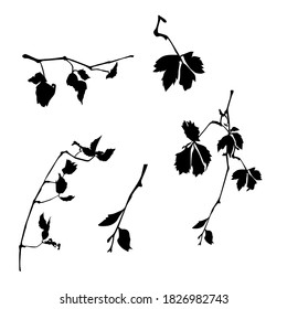 Vector silhouettes of the branch trees, twigs of trees with leaves, black color, isolated on white background